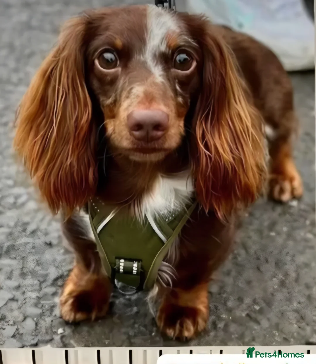 Miniature Dachshund dogs for stud: ⭐️STUNNING KC REG CHOCOLATE DAPPLE STUD⭐️ - Advert 3