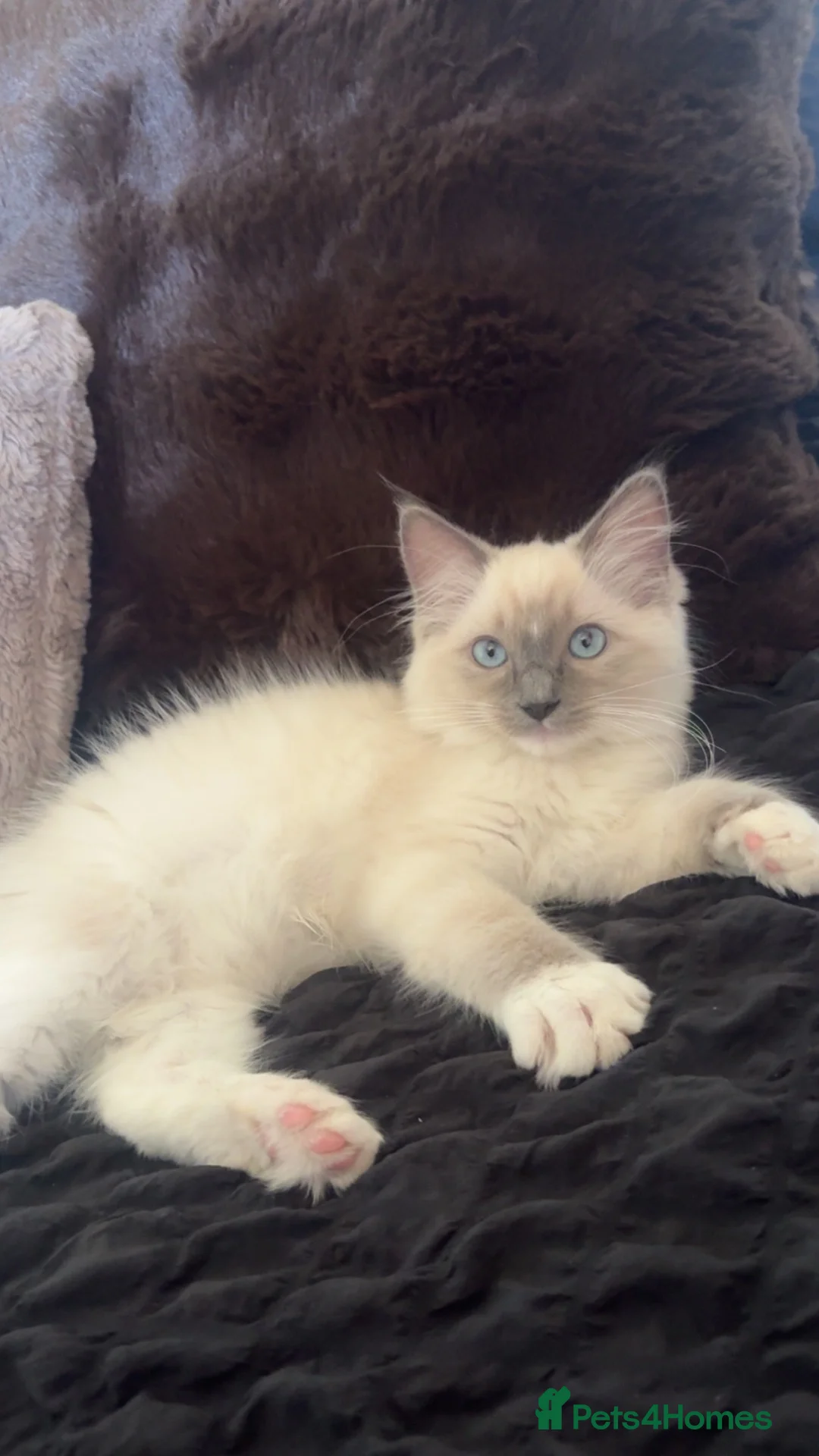 Ragdoll cats for sale: Ragdoll kitten  - Advert 2