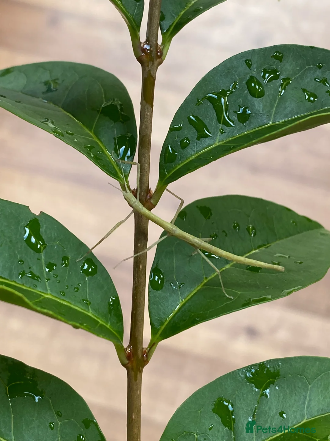 Stick Insects invertebrates for sale: Juvenile Indian Stick Insects - Advert 5