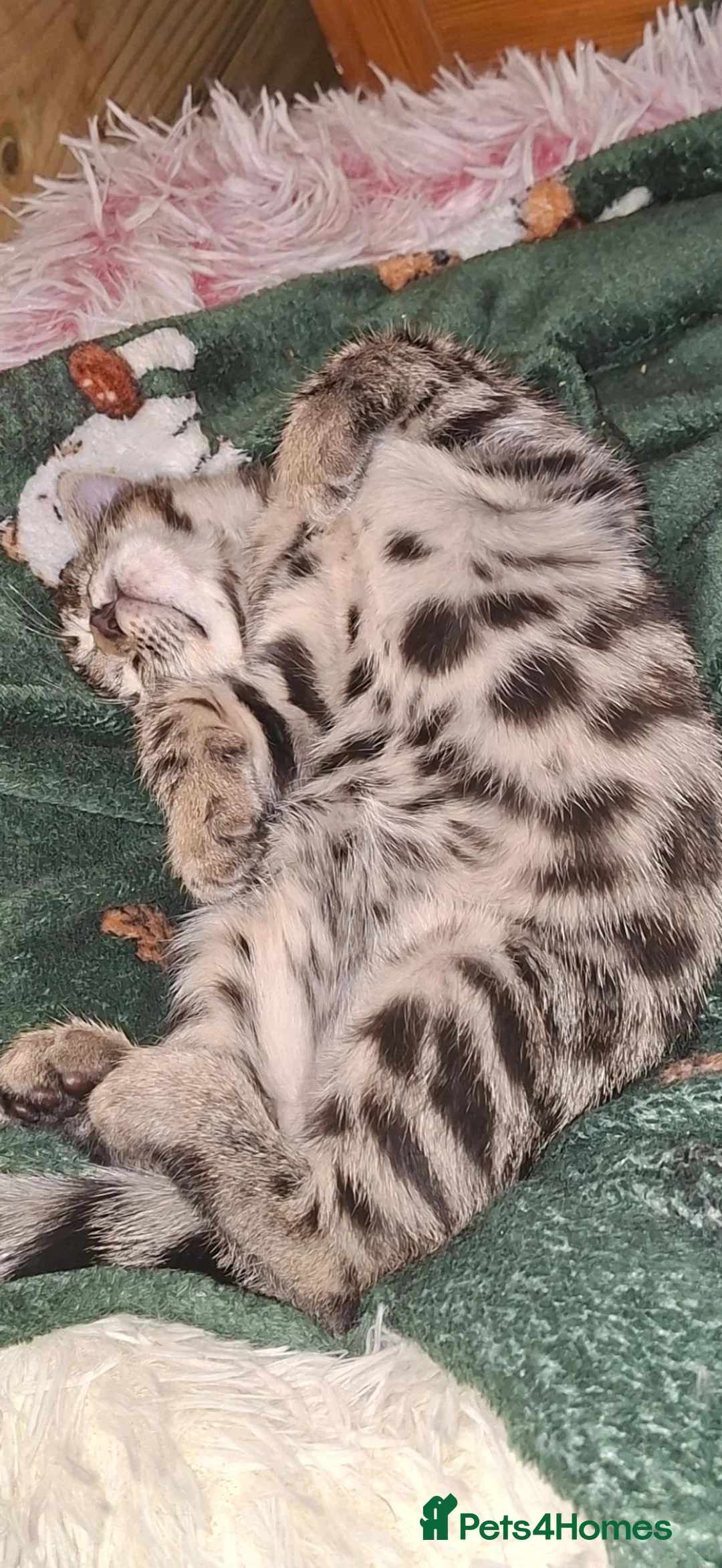 Bengal cats for sale: Stunning Bengal kitten  - Advert 12