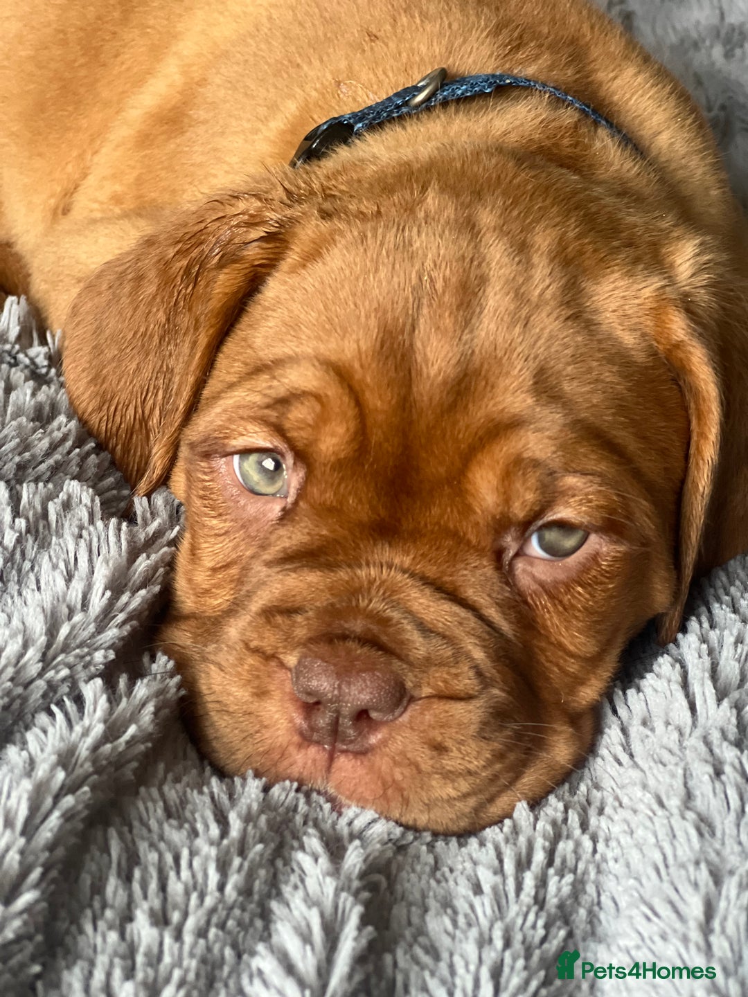 Dogue De Bordeaux dogs for sale: Kc registered Dogue de bordeaux puppies  - Image 14