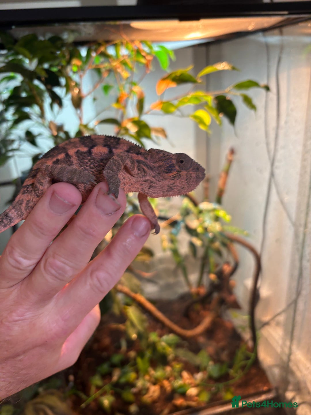 Chameleon reptiles for sale: Female Panther chameleon - Image 4