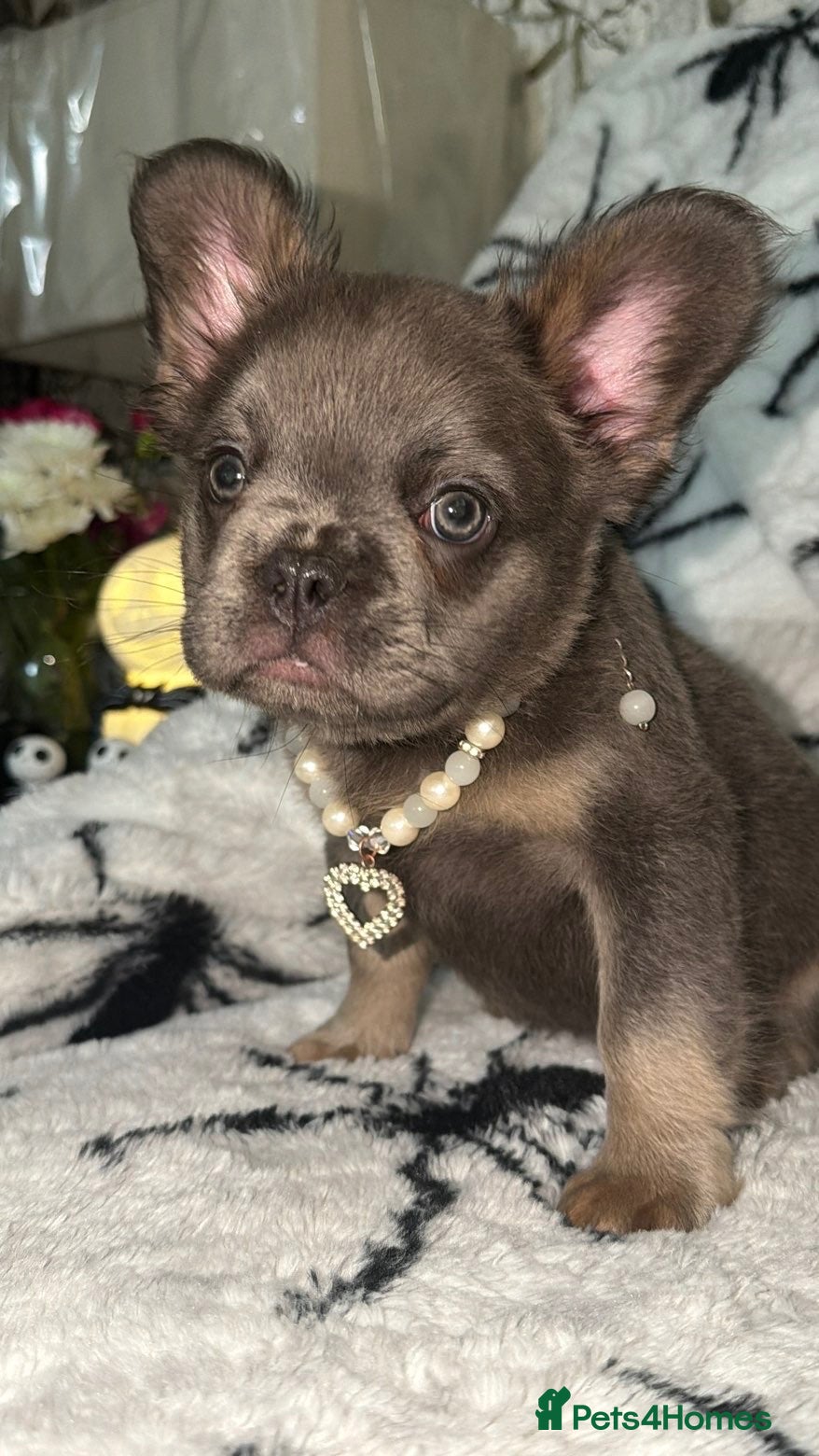 French Bulldog dogs 1 boy left blue and tan frenchie ready to leave - Advert 1