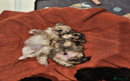 Shihpoo dogs for sale: Stunning 3rd Generation Shihpoo Puppies For Sale - Image 13