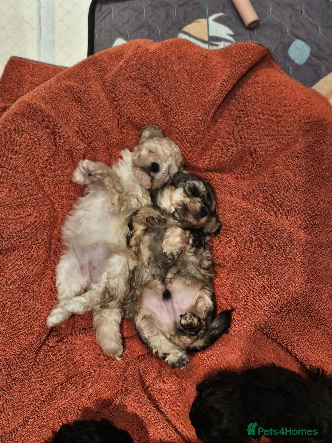 Shihpoo dogs for sale: Stunning 3rd Generation Shihpoo Puppies For Sale - Image 13