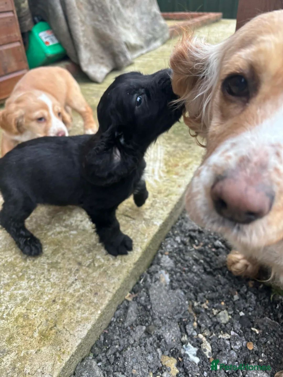 Cocker Spaniel dogs for sale: Working cocker spaniel puppies  in Frome - Advert 2