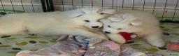 Samoyed dogs for sale: 🐾puppies are ready for new happy homes🐾 - Advert 18