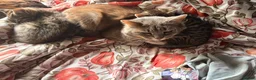 Mixed Breed cats for sale: 2 Tabby kittens for sale - Advert 4