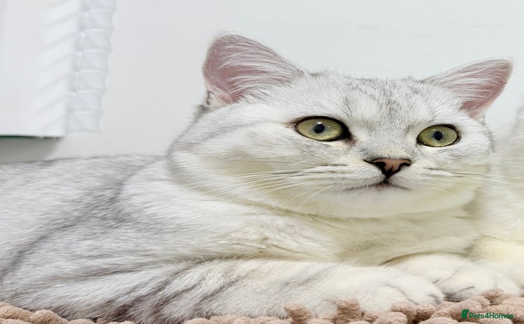 British Shorthair cats - Advert 4