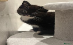 Ragdoll cats for sale: 4 kittens looking for new family  - Image 6