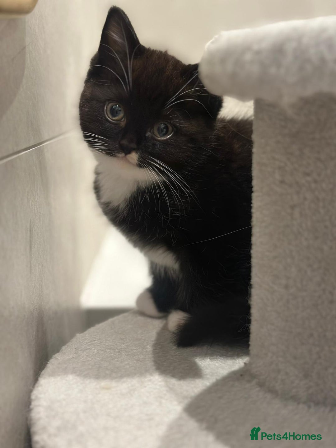 Ragdoll cats for sale: 4 kittens looking for new family  - Image 6