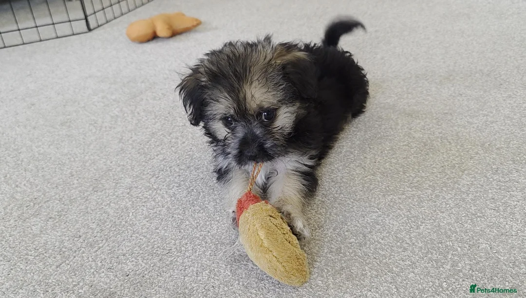 Mixed Breed dogs for sale: Beautiful Shorkie-Poo / Pom-Poo Puppies - Advert 1
