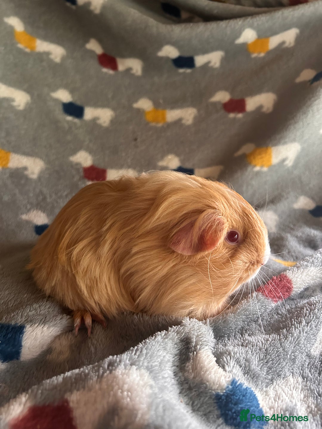 Guinea Pig rodents for sale: Lovely Teddy and Coronet baby Guinea pigs - Image 17