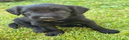 Mixed Breed dogs for sale: Exceptional Bordoodle puppies  - Advert 6