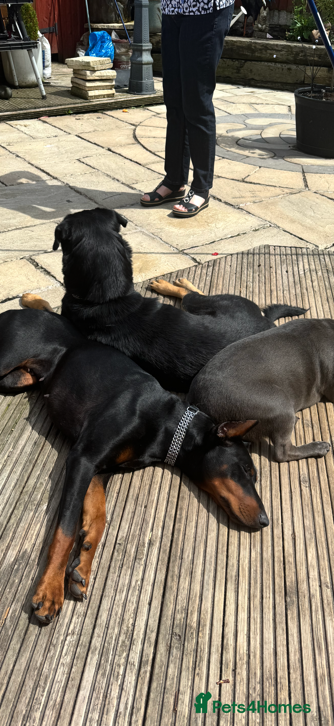 Mixed Breed dogs for sale: Husky x Rottweiler  - Advert 3