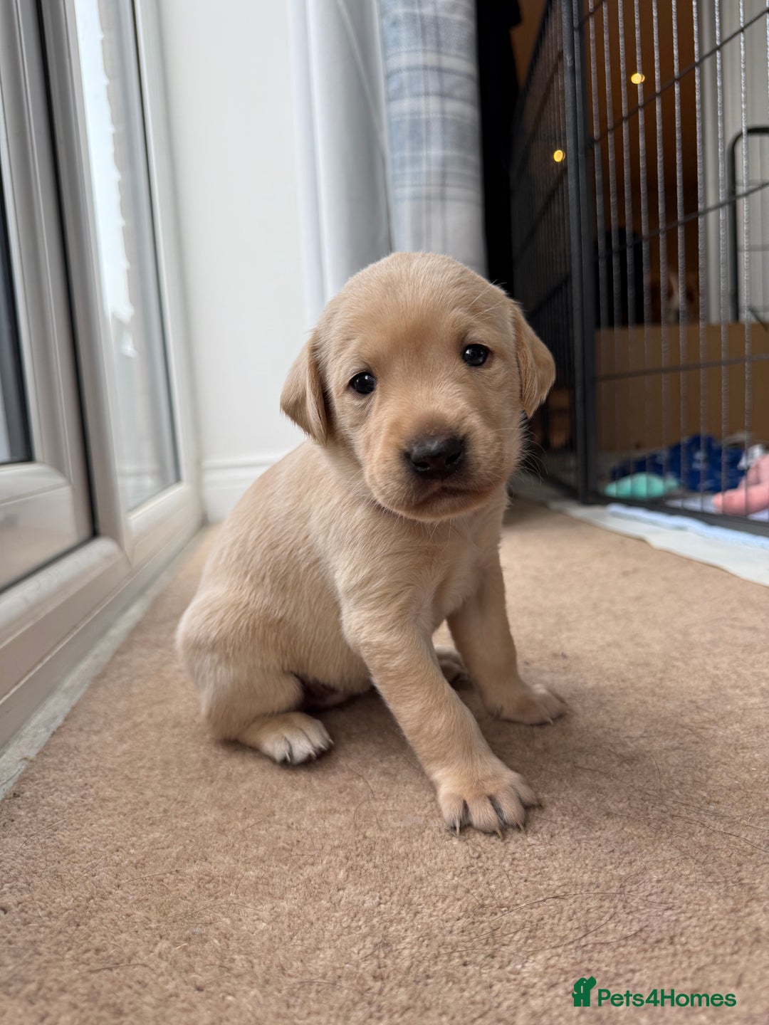 Labrador Retriever dogs for sale: KC registered Labrador Retriever puppies available - Advert 5