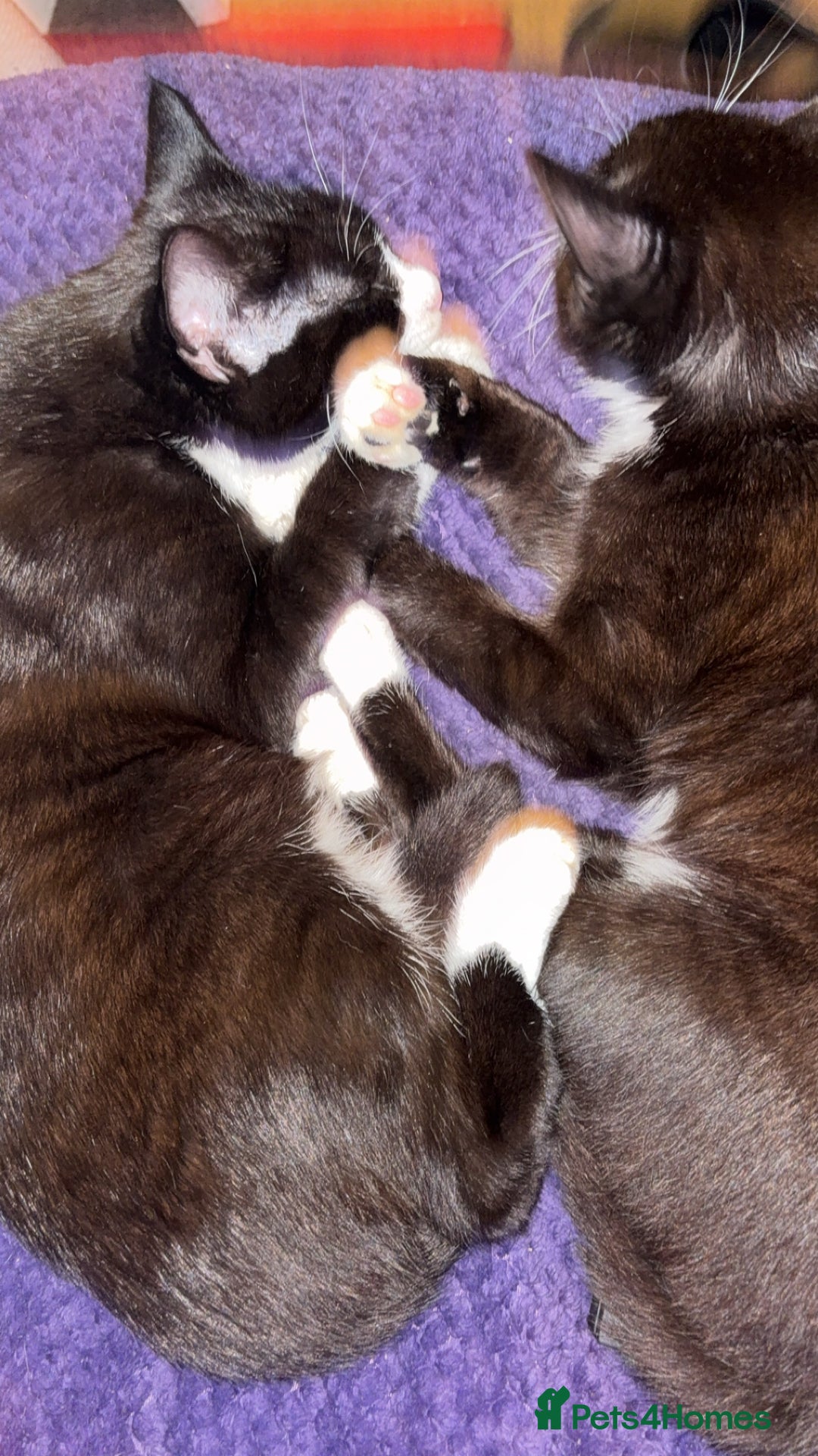 Domestic Shorthair cats for sale: Rescue cats- 20 in total rescued  - Advert 23