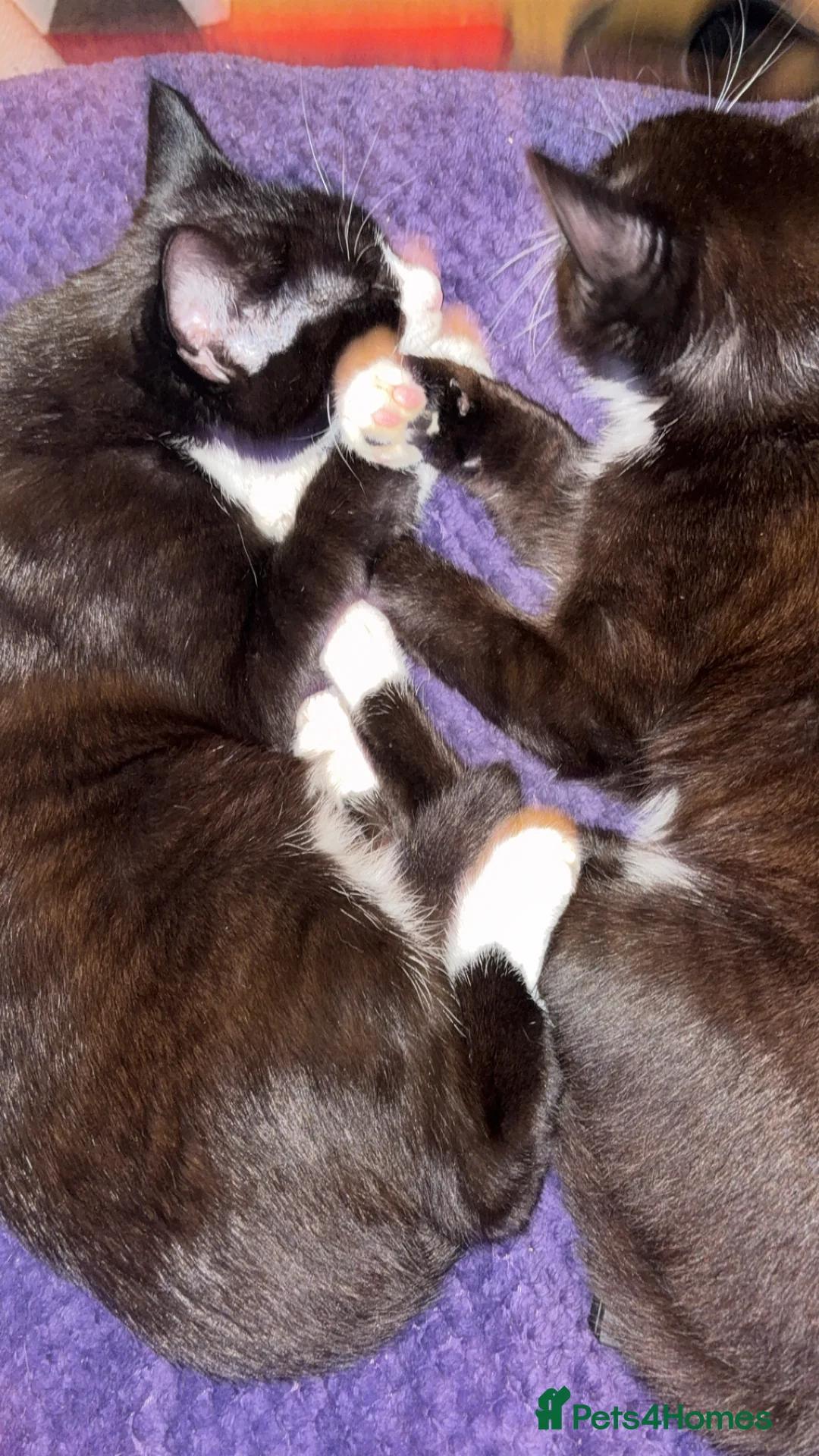 Domestic Shorthair cats for sale: Rescue cats- 60 in total, kittens/ adults🧡🙏 - Advert 30