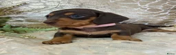 Miniature Dachshund dogs for sale: KC Miniature Smooth Coat Puppies - Advert 13