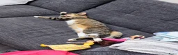 Mixed Breed cats for sale: Cupcake and Pudding - 2yo sibling cats - Advert 8
