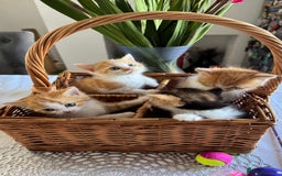 Persian cats for sale: Half Persian 3 Boys and 1 Girl  - Image 8