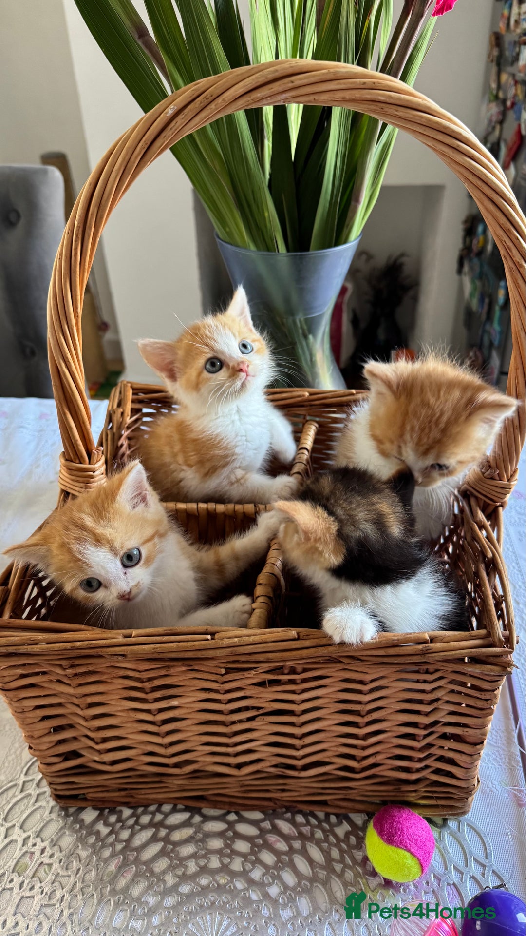 Persian cats for sale: Half Persian 3 Boys and 1 Girl  - Image 8