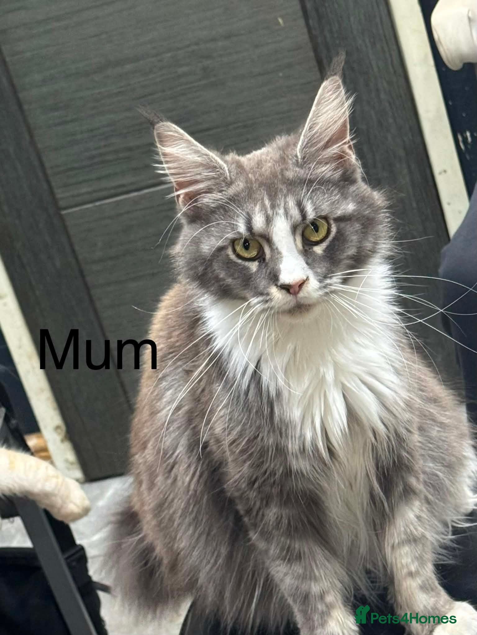 Maine Coon cats Adorable mainecoon kitted  - Advert 1