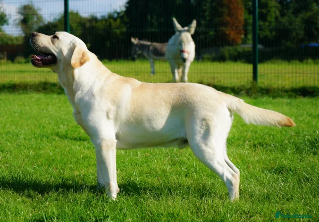 Labrador Retriever dogs for sale: Full Show & Fully health Tested Stud - Advert 11