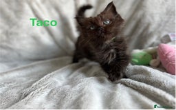Persian cats for sale: **Last 2** Stunning litter of Persian/Ragdolls - Image 9
