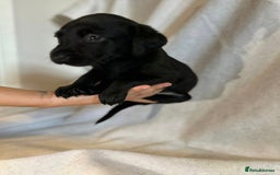 Labrador Retriever dogs for sale: Black labradors for sale⭐️⭐️⭐️ - Image 3