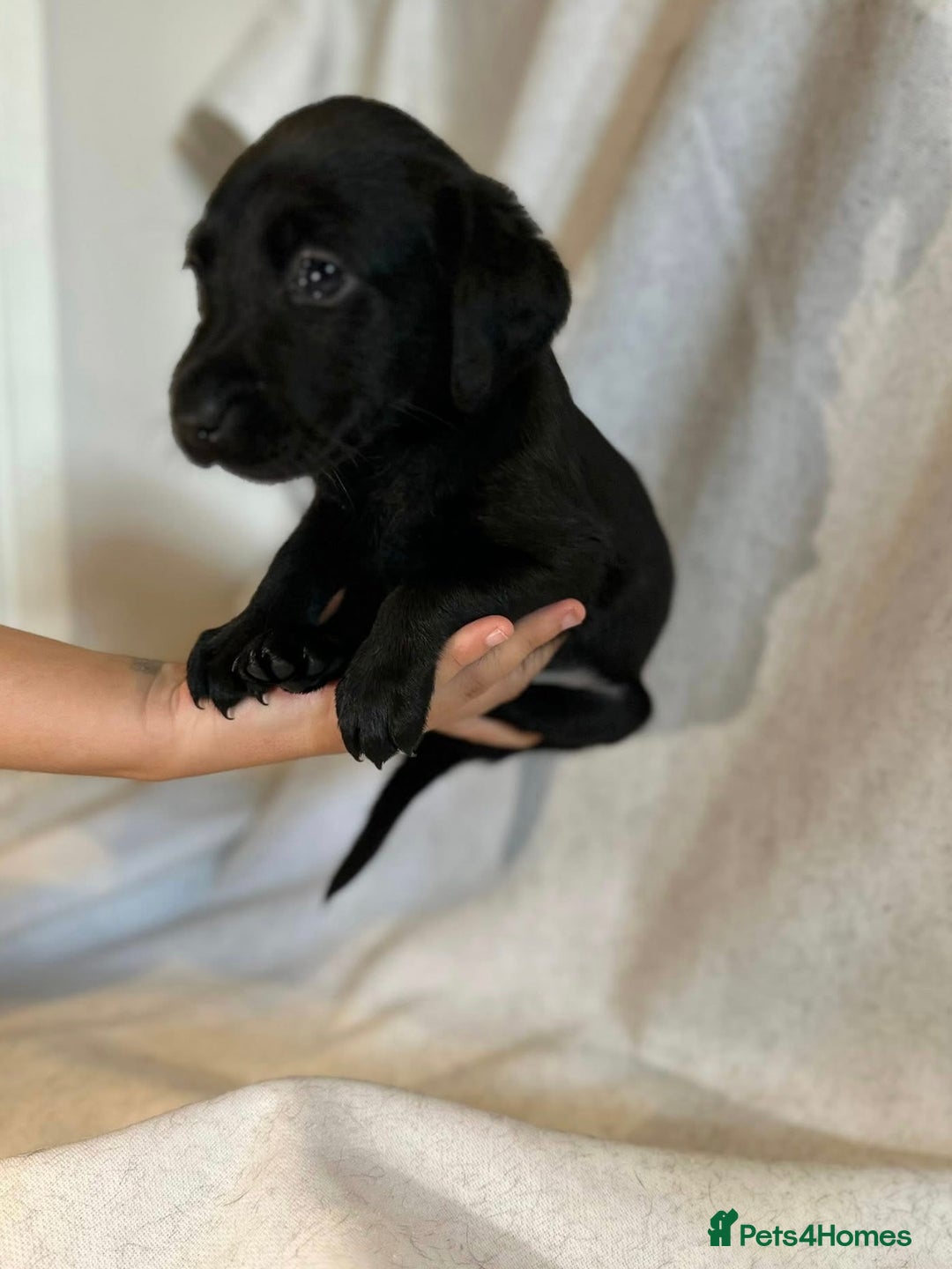 Labrador Retriever dogs for sale: Black labradors for sale⭐️⭐️⭐️ - Image 3