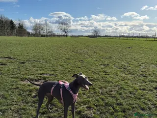Whippet dogs Beautiful whippet puppies - Advert 1