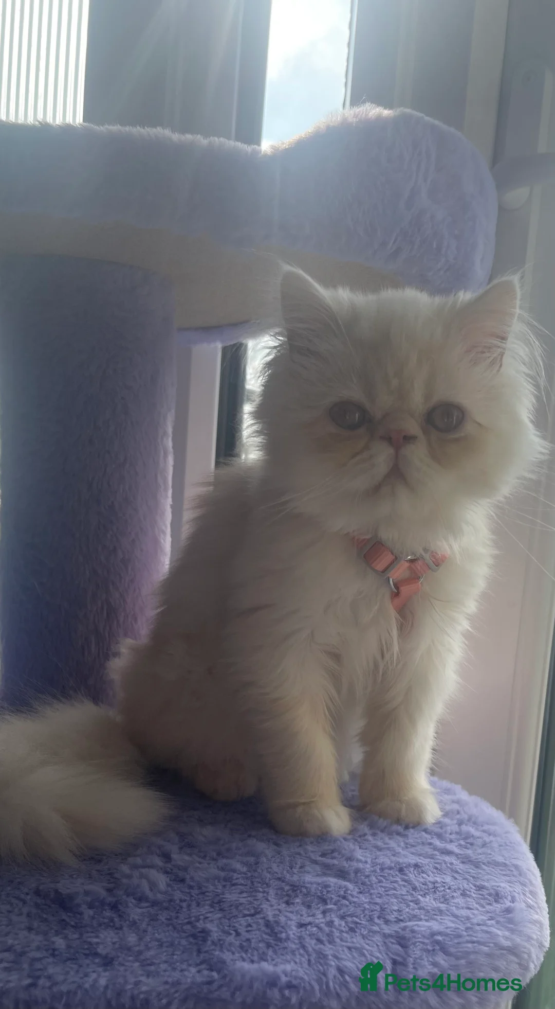 Persian cats for sale: Persian boy - Advert 2