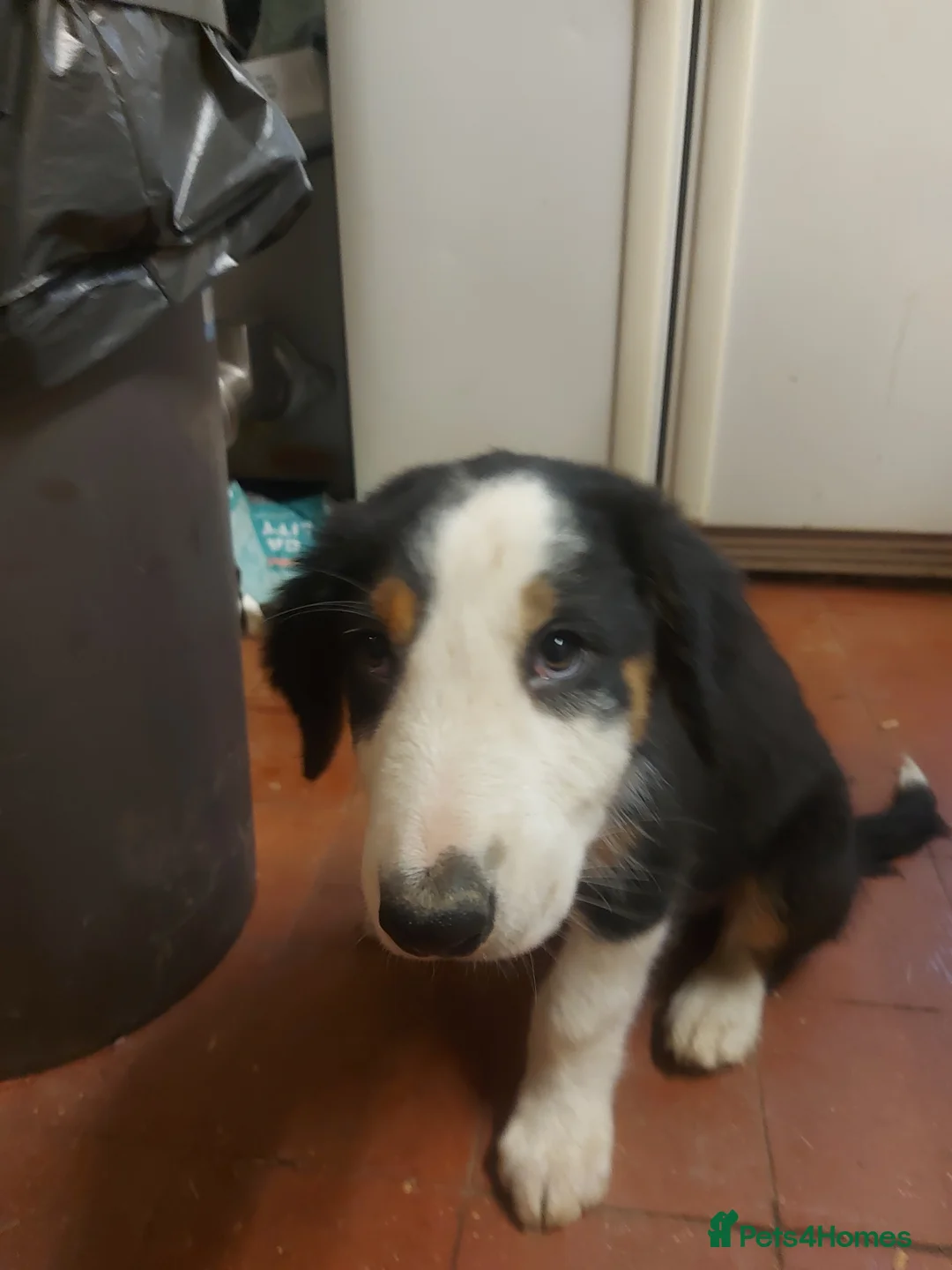 Huntaway dogs for sale: Huntaway pups for sale - Advert 5