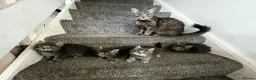 Mixed Breed cats for sale: 4 grey Tabby Kittens  - Advert 9
