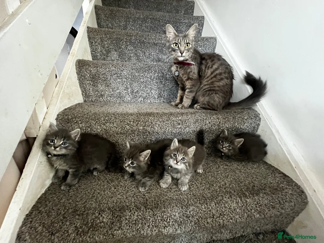 Mixed Breed cats for sale: 4 grey Tabby Kittens  - Advert 9
