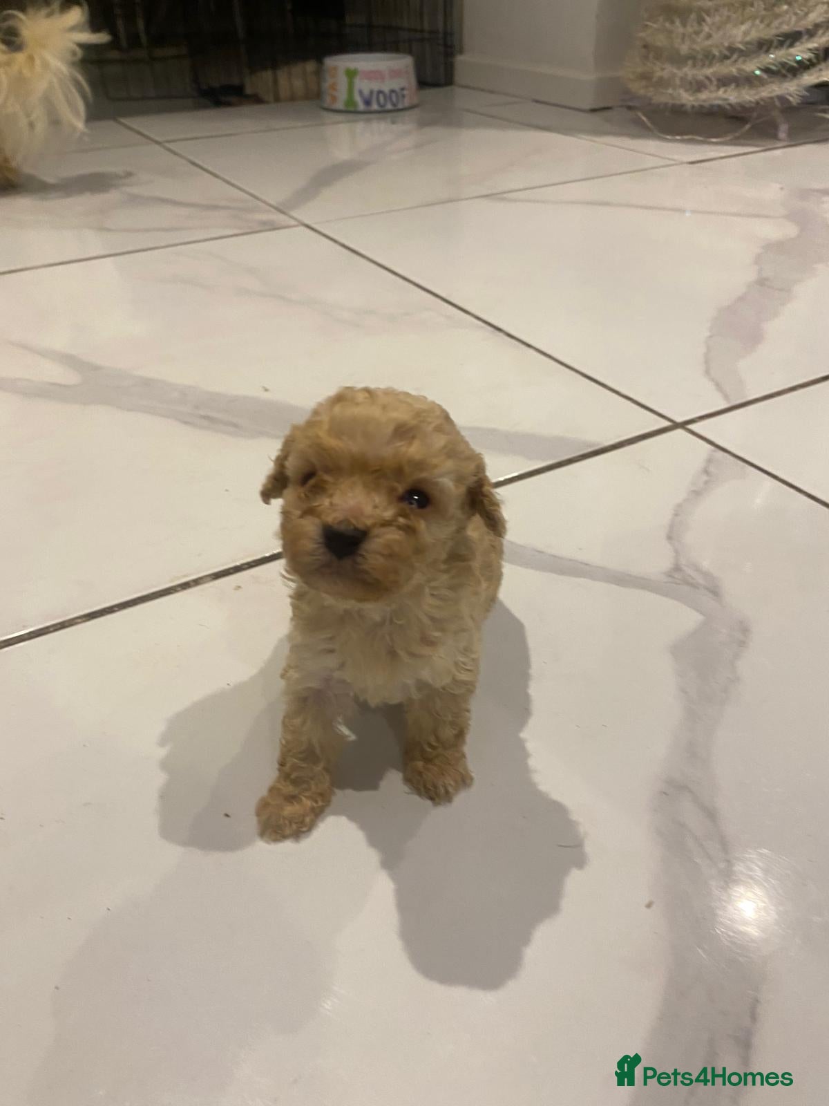 Maltipoo dogs Miniature multipoint puppies - Advert 2