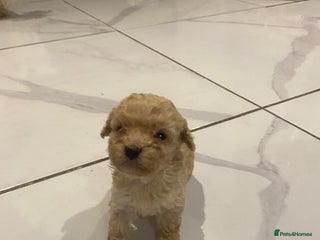 Maltipoo dogs Miniature multipoint puppies - Advert 2