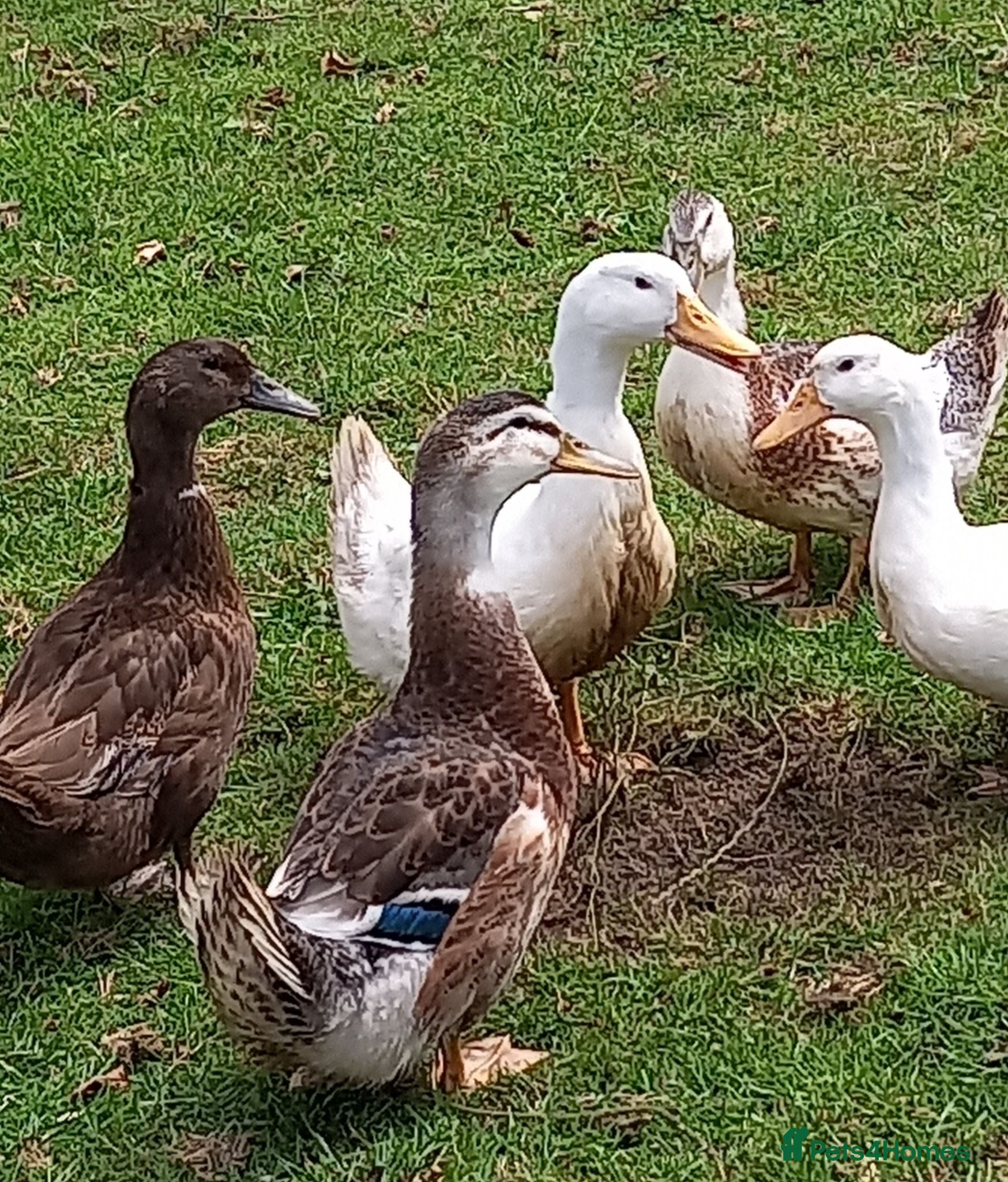 Ducks poultry Young Ducks for Sale - Advert 1