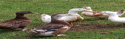 Ducks poultry for sale: Young Ducks for Sale - Advert 1