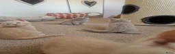 British Shorthair cats for sale: Beautiful British Shorthair Kittens 😻 - Advert 6