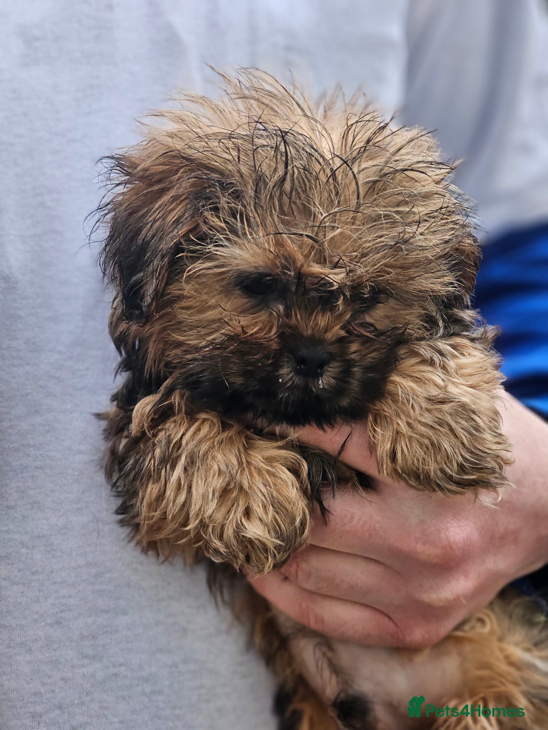 Shihpoo dogs for sale: Shih poo puppies - Advert 5