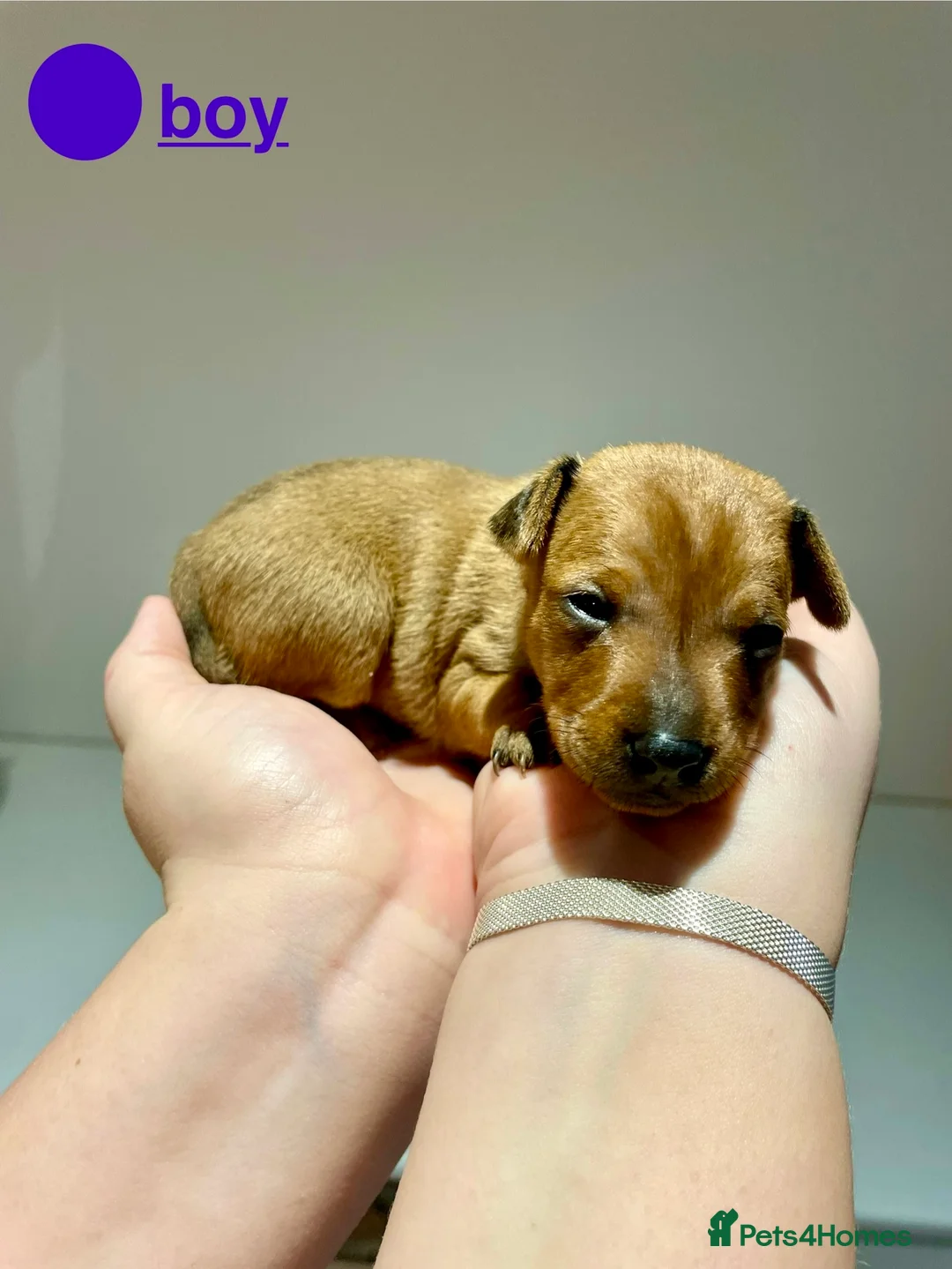 Miniature Pinscher dogs for sale: KC Miniature pincher in Doncaster - Advert 10