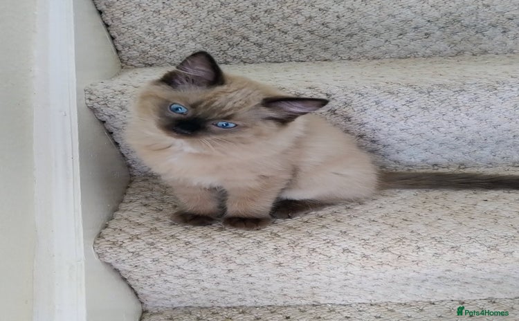 Ragdoll cats - Advert 12