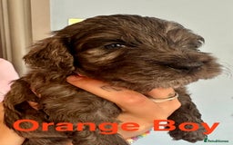 Cockapoo dogs for sale: Beautiful Teddy Bear F1 Cockapoo Merle puppies - Image 10