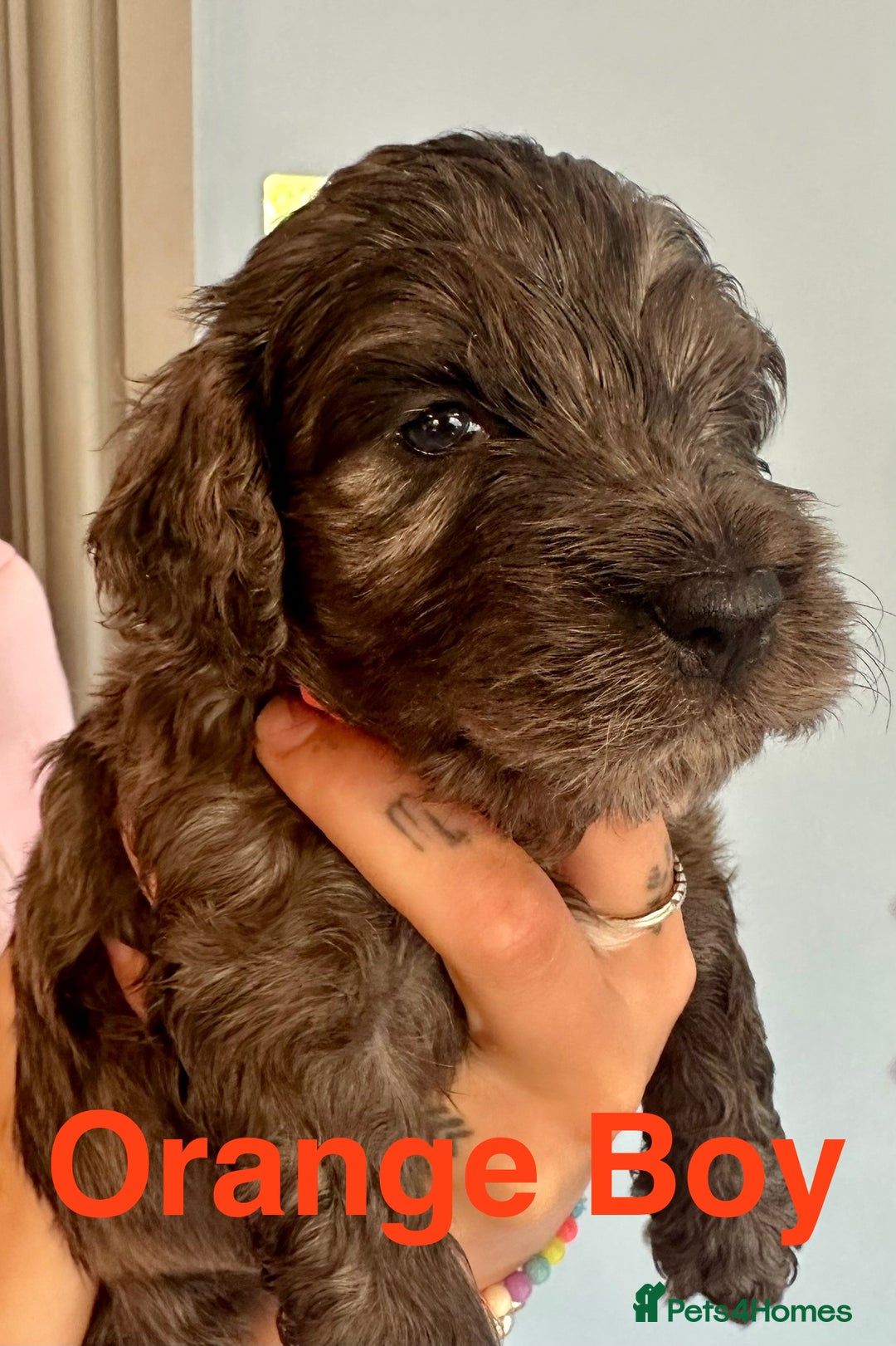 Cockapoo dogs for sale: Beautiful Teddy Bear F1 Cockapoo Merle puppies - Image 10