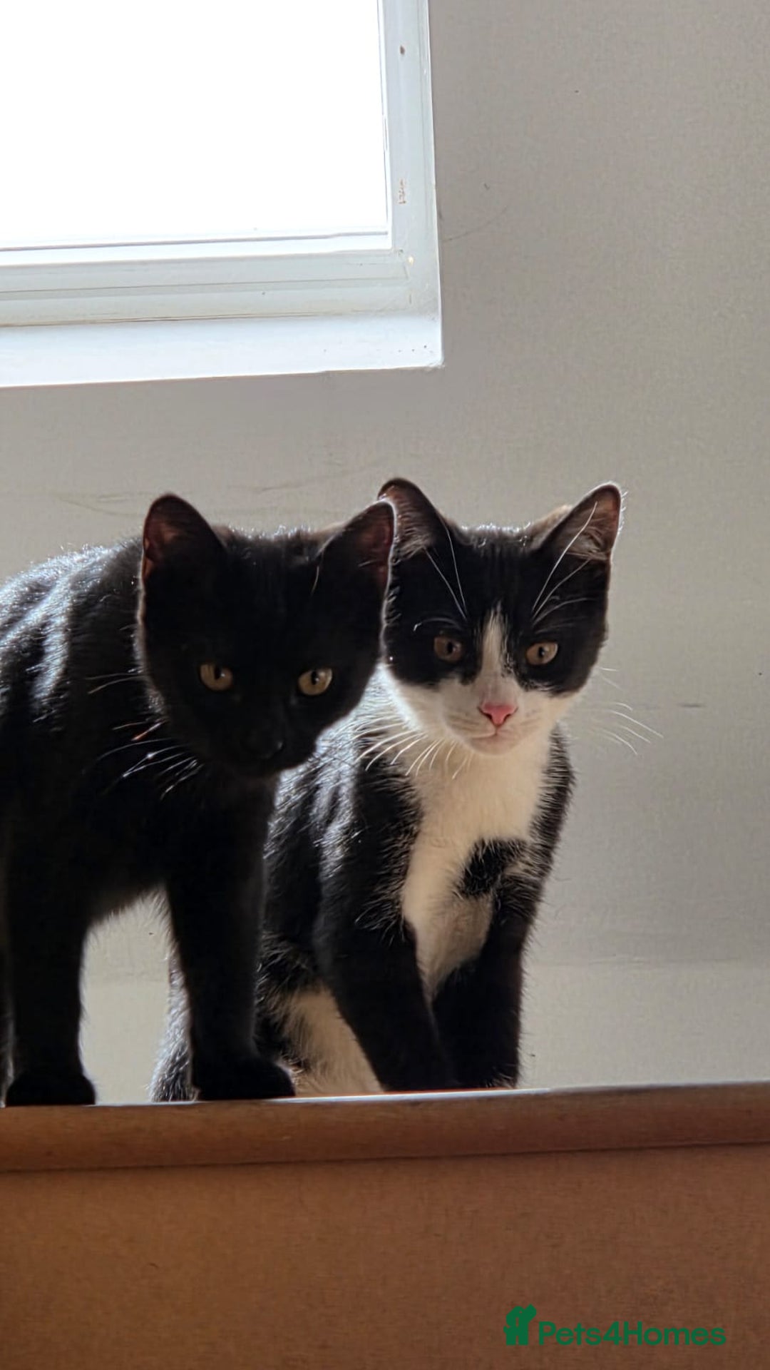 Domestic Shorthair cats for sale: Panda & Soots 2 Gorgeous Older Kittens - Image 4