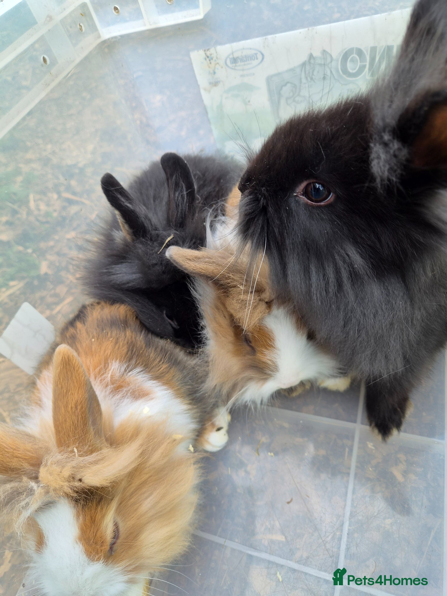 Lionhead rabbits for sale: 5 baby lion heads for sale £60 each  in Manchester - Advert 5