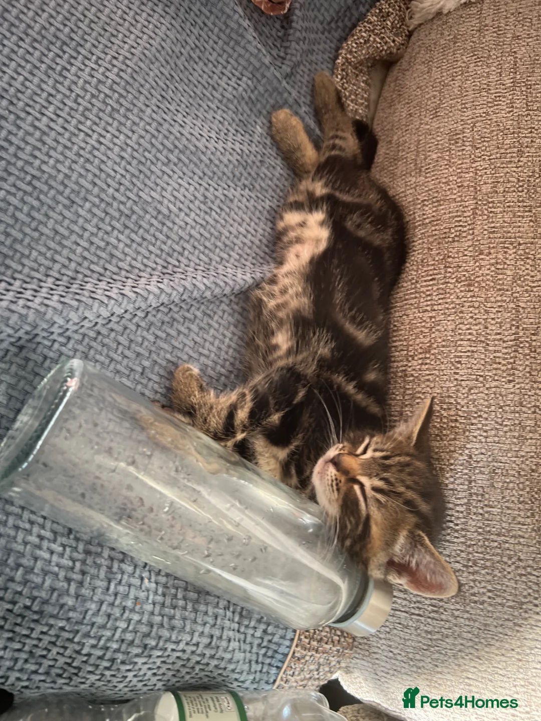 Mixed Breed cats for sale: 3 boys - Advert 6