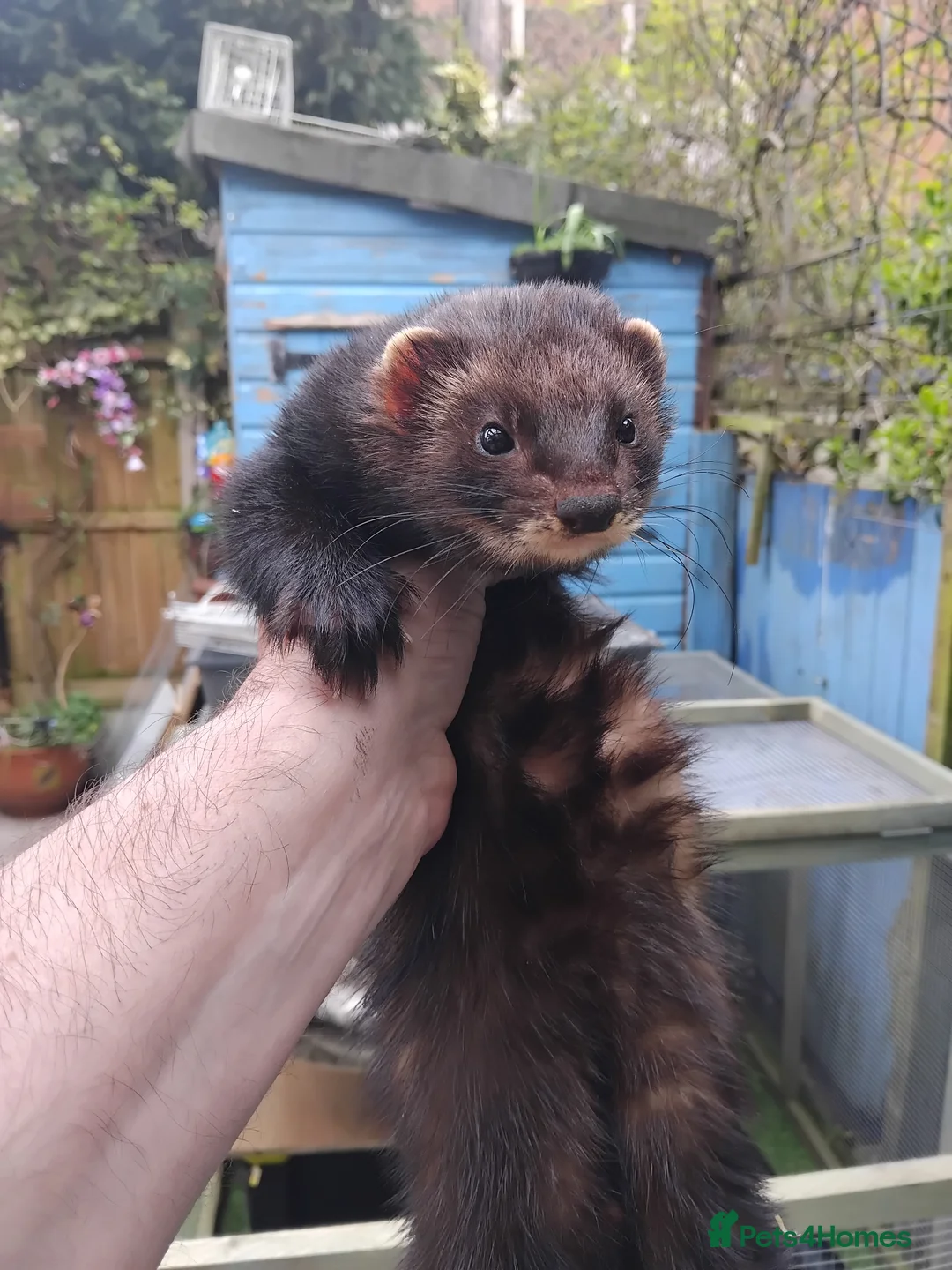 Ferret rodents for sale: 2 x male.ferrets eu polecats  in Heywood - Advert 2